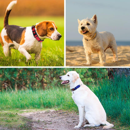Hundehalsband Neopren Gepolstert Verstellbar Türkis L