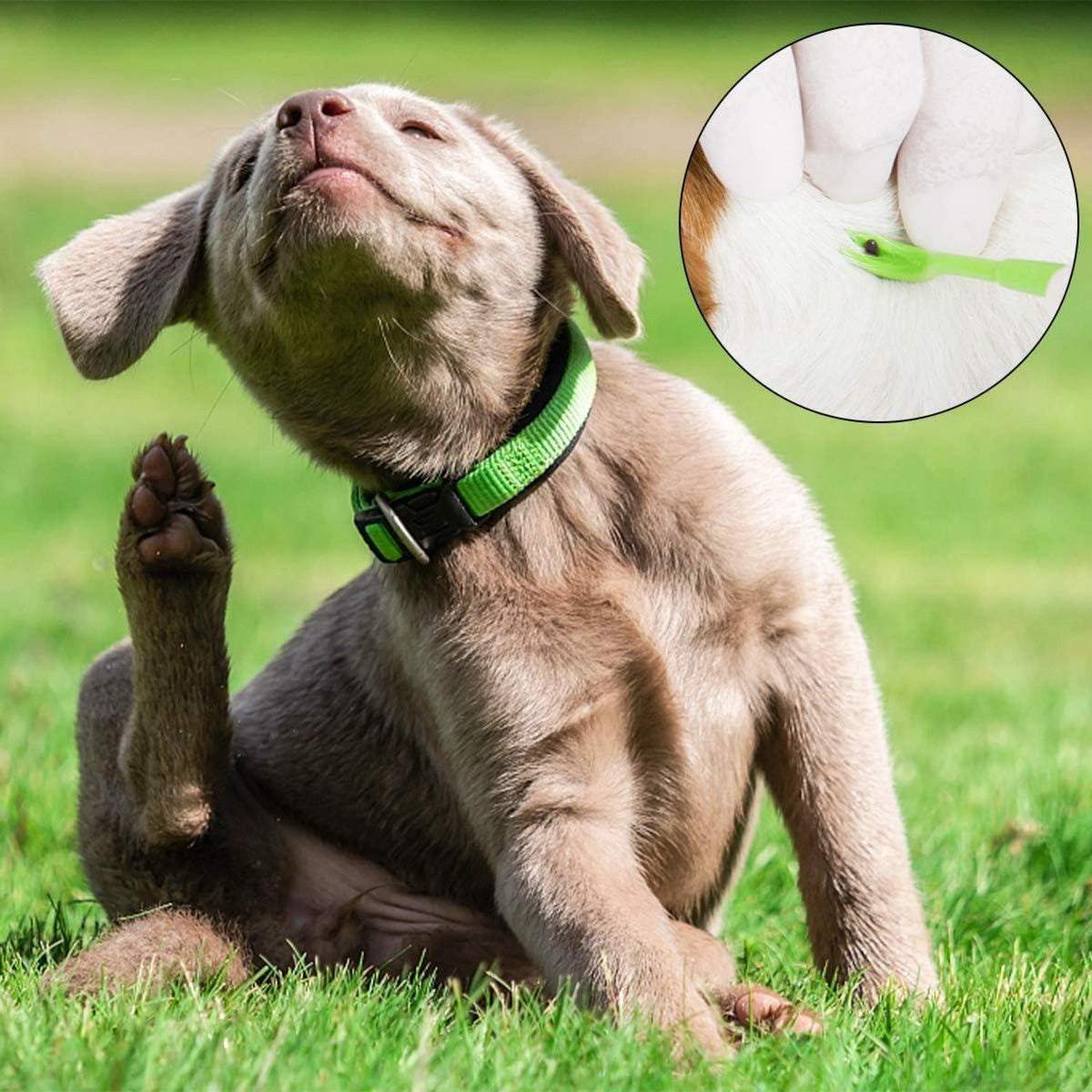 Zeckenzange Set Edelstahl für Hunde & Katzen