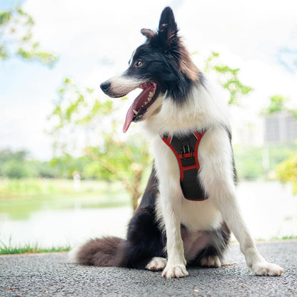 Verstellbares Hundegeschirr mit