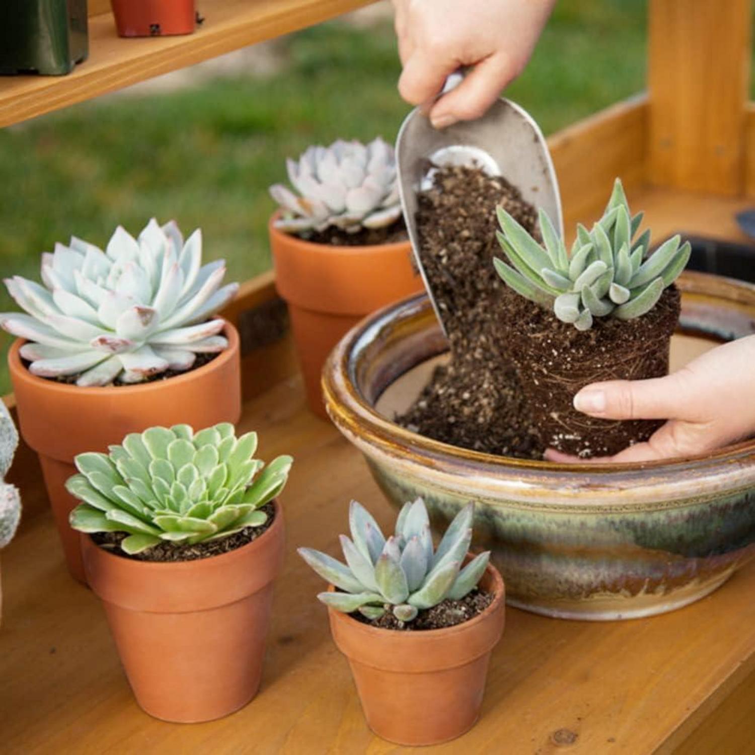 Kleine Terrakotta Pflanztöpfe 10x10 cm 6er Set mit Untersetzer ideal für Sukkulenten
