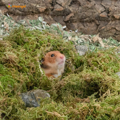 Niteangel 5L Moosstreu für Hamster, Rennmäuse, Reptilien