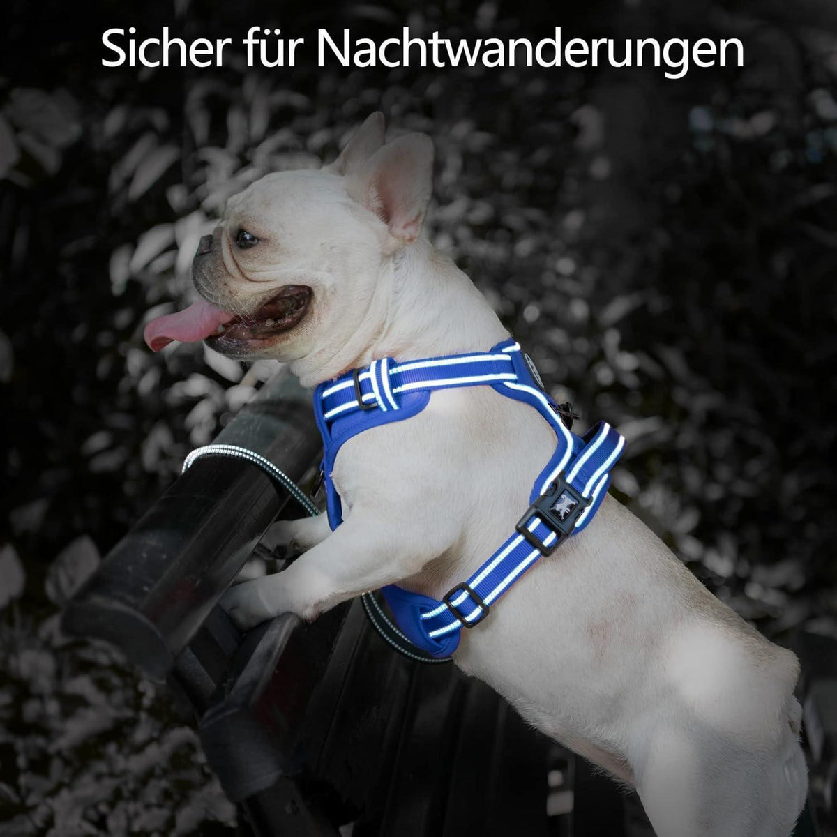 PoyPet Kein Zieh-Hundegeschirr, Königsblau, XS