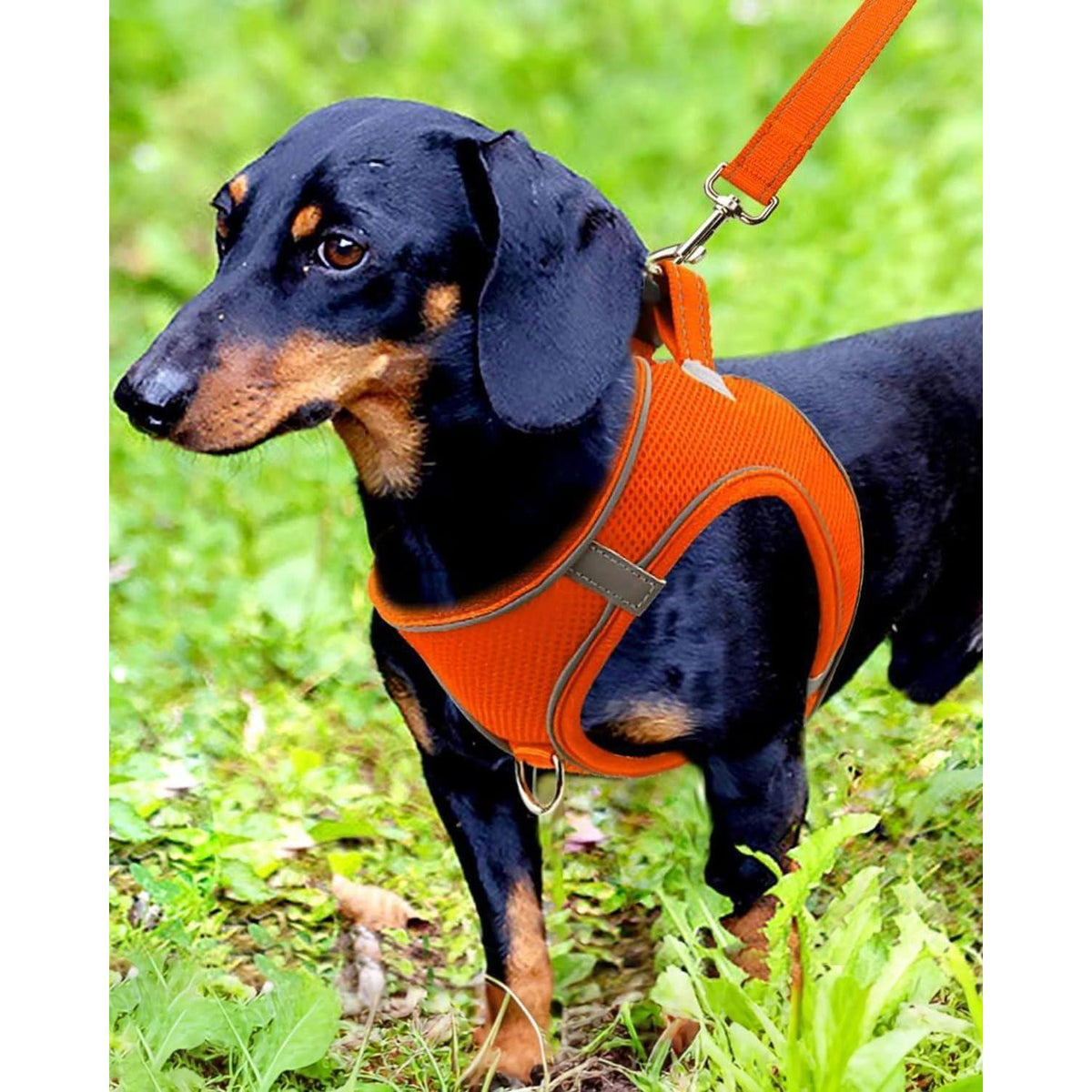 Hundegeschirr Air-Mesh atmungsaktiv reflektierend Orange M