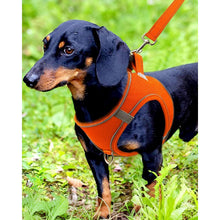 Hundegeschirr Air-Mesh atmungsaktiv reflektierend Orange M