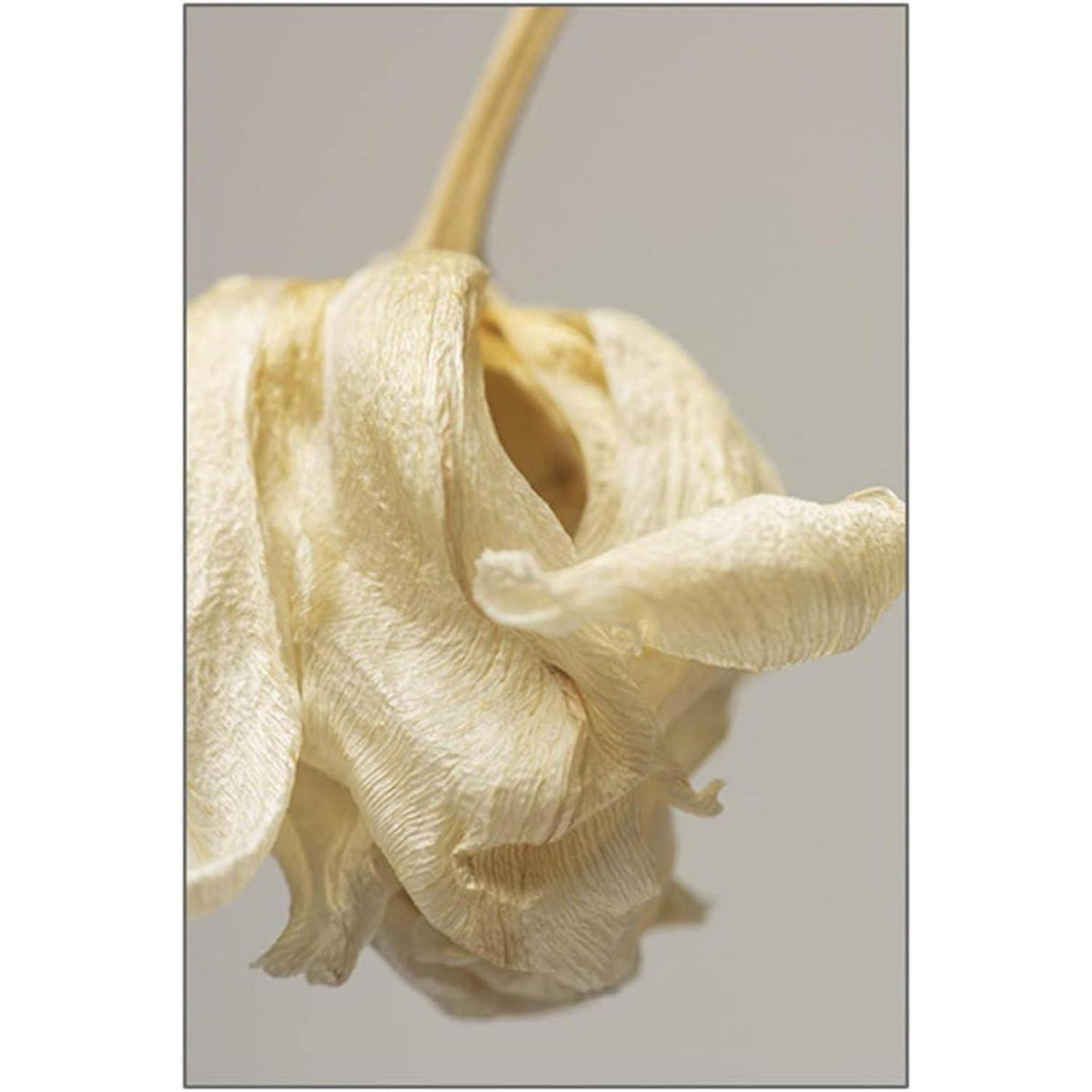 3er Poster Set Beige Blumen Wandbilder 40x50 cm