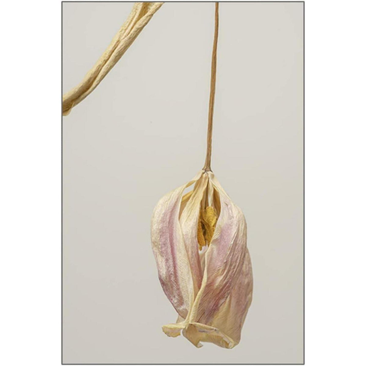 3er Poster Set Beige Blumen Wandbilder 40x50 cm
