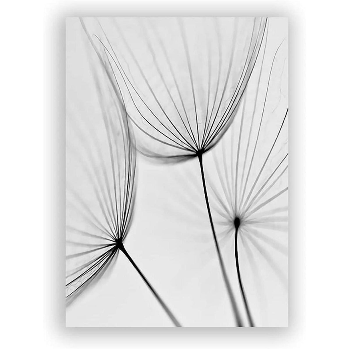 3-teiliges Poster Set Blume Feder Löwenzahn Schwarz Weiß 30x40cm
