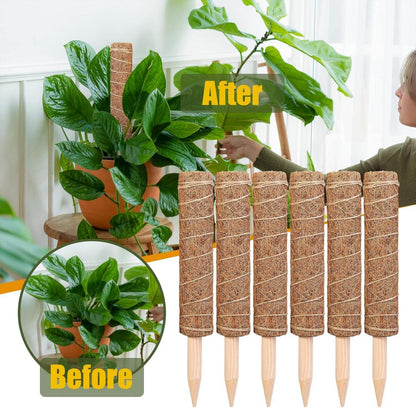 Monstera Rankhilfe 6 Stück Kokos Moosstab Pflanzstäbe 30 cm