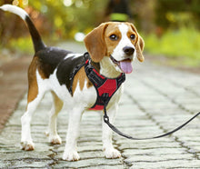PoyPet Hundegeschirr gegen