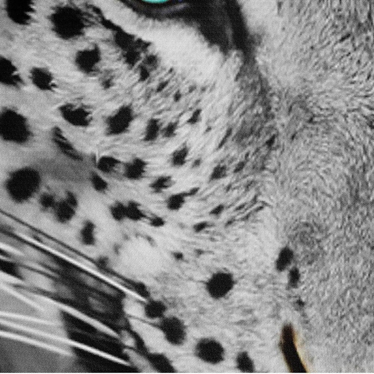 3D Leopard Bettwäsche-Set 135x200 | 4-teilig & Mikrofaser