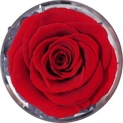 Ewige Rose im Engel: Danke Geschenk für Frauen