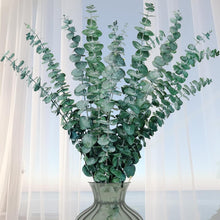 Getrockneter Eukalyptus Trockenblumen für Hochzeit & Deko