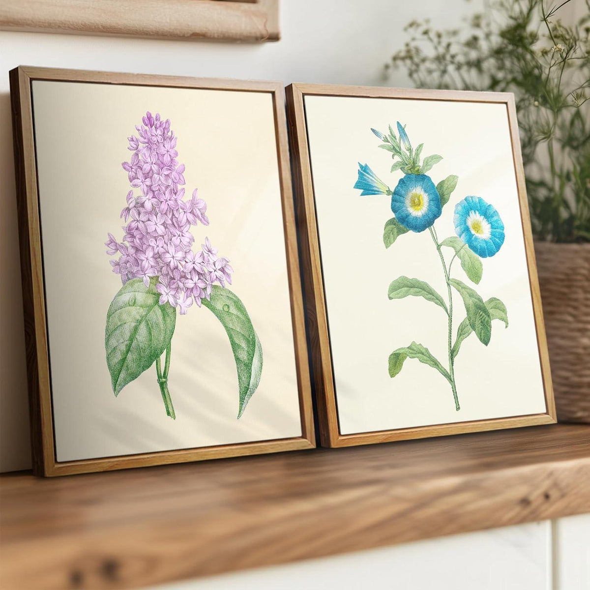 Vintage Insekten Leinwandbilder mit Rahmen 30x40cm Blauer Prunkwinde