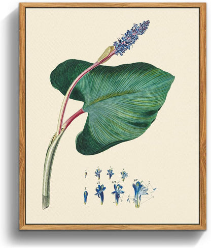Leinwand Bilder Vintage Botanisch mit Rahmen 20x25 cm Wohnzimmer