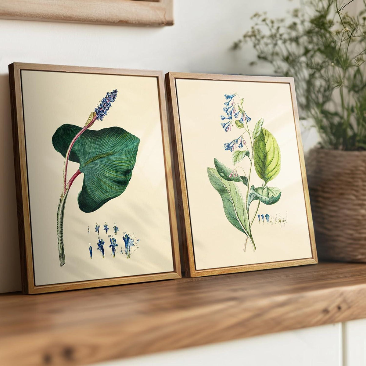 Vintage Botanische Leinwandbilder mit Holzrahmen, 20x25 cm