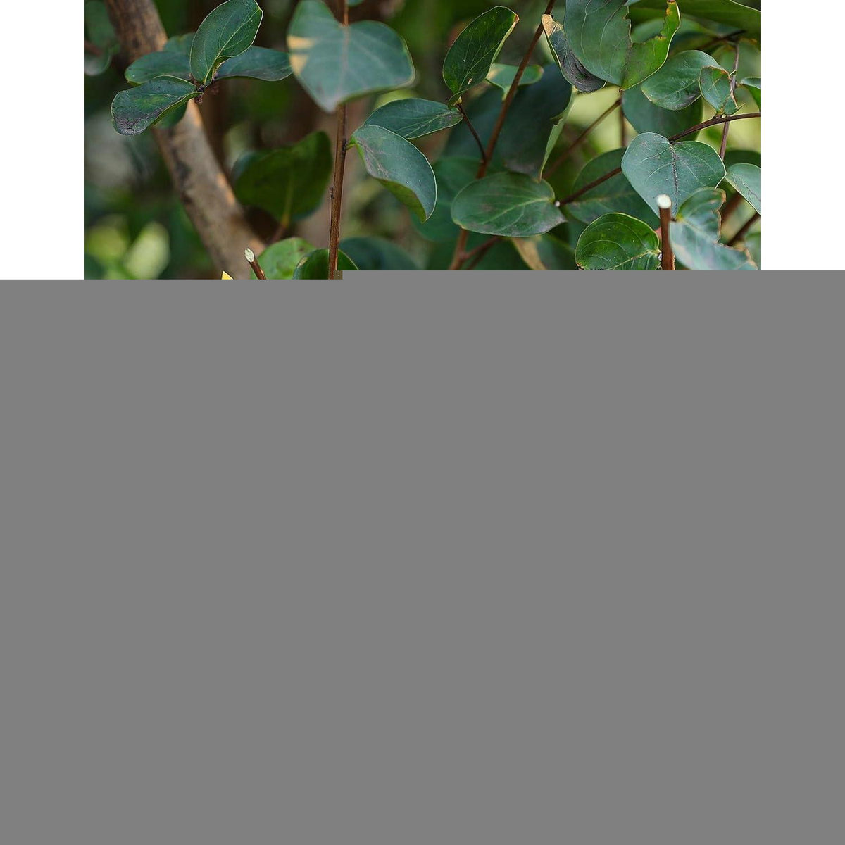 Ersatzfedern für Gartenscheren 4er Set, Edelstahl, 6cm