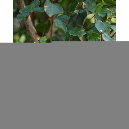 Ersatzfedern für Gartenscheren 4er Set, Edelstahl, 6cm