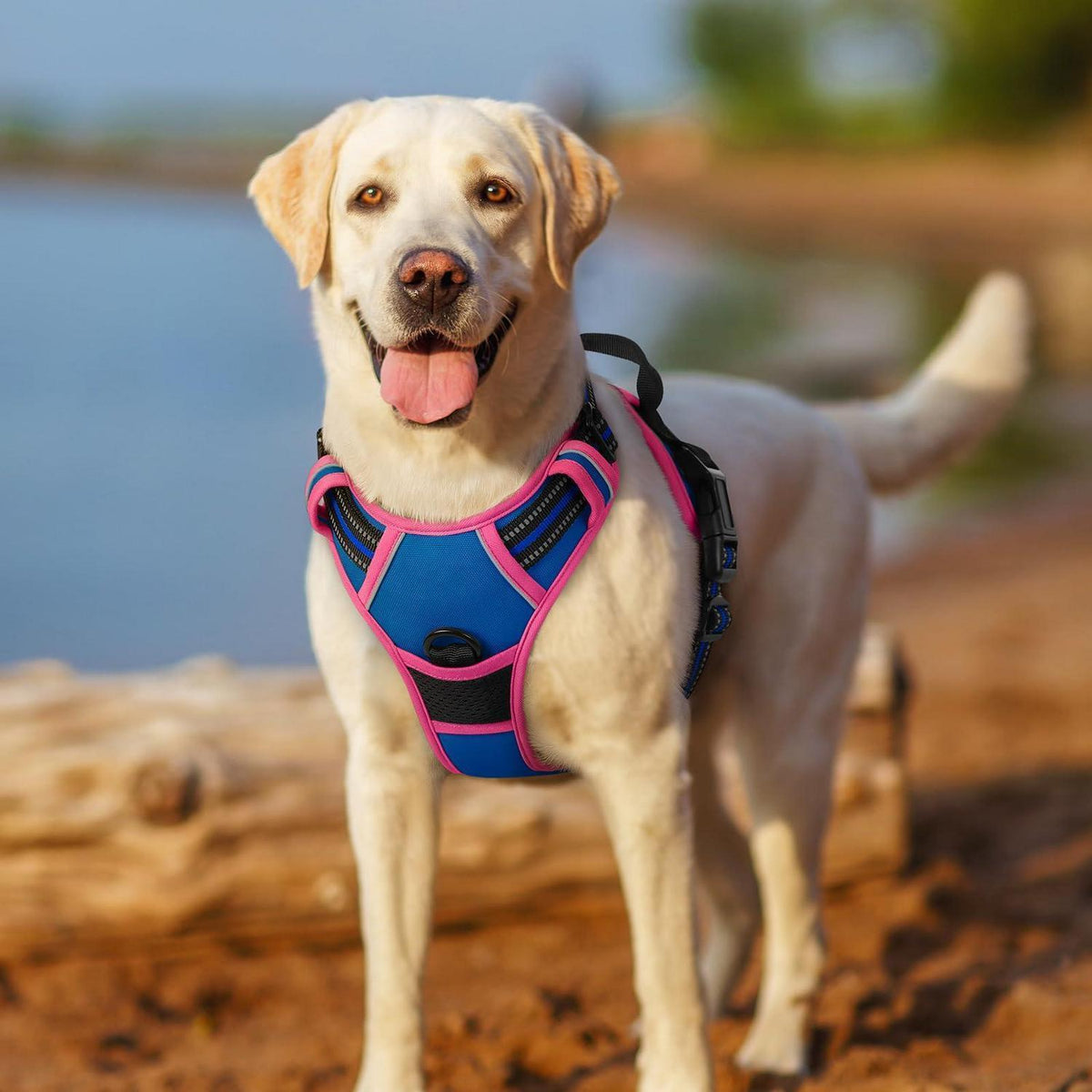 Hundegeschirr mittel, Anti-Zug, Blau & Rosa, Größe S