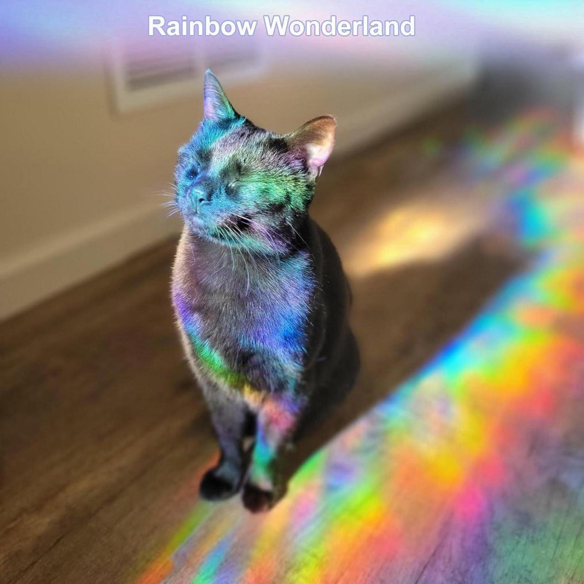 Prisma Fensteraufkleber Regenbogen Suncatcher Vogelschutz