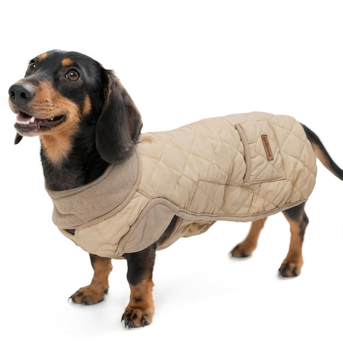 Dackel Wintermantel wasserdicht & winddicht – Beige S