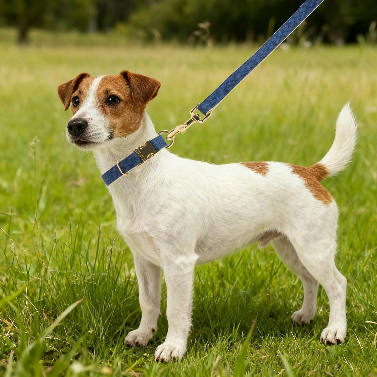 Hundehalsband & Leine Set Klein, Baumwolle, Marineblau