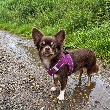 Hundegeschirr weich Mesh Lila – XS bis L